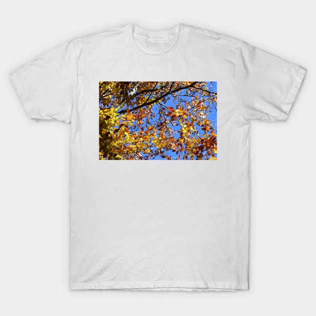 Autumn in Burgenland T-Shirt by Roland69